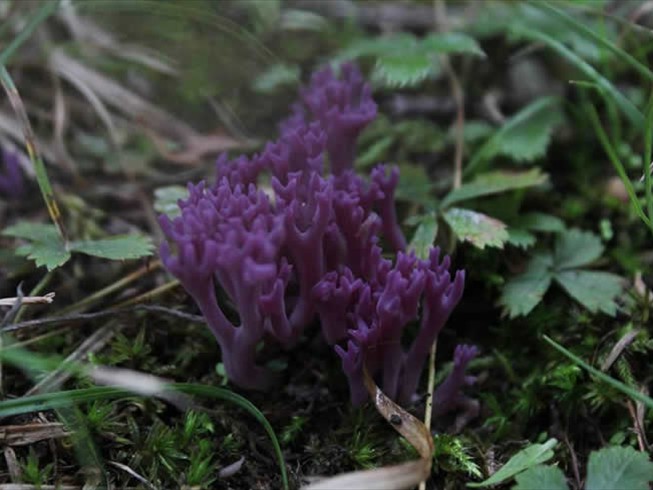 Clavaria zollingeri