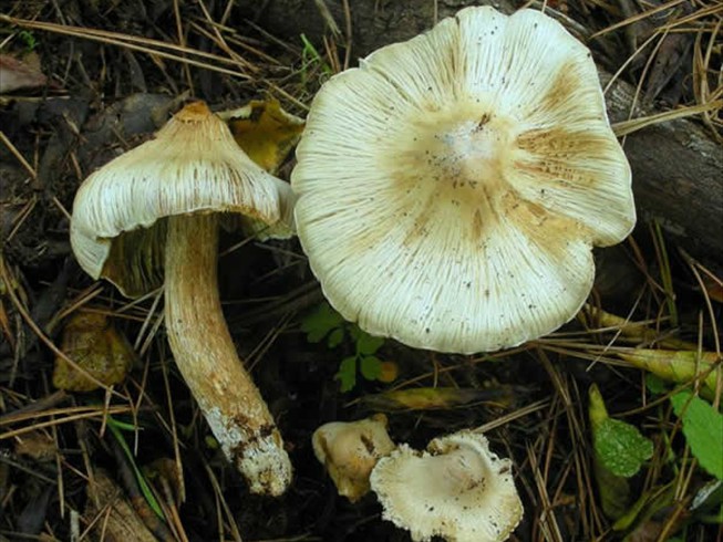 Inocybe sororia