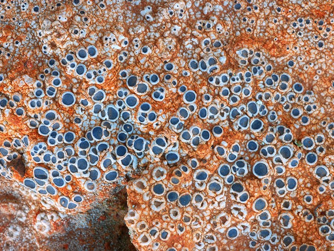 Lichen sp.