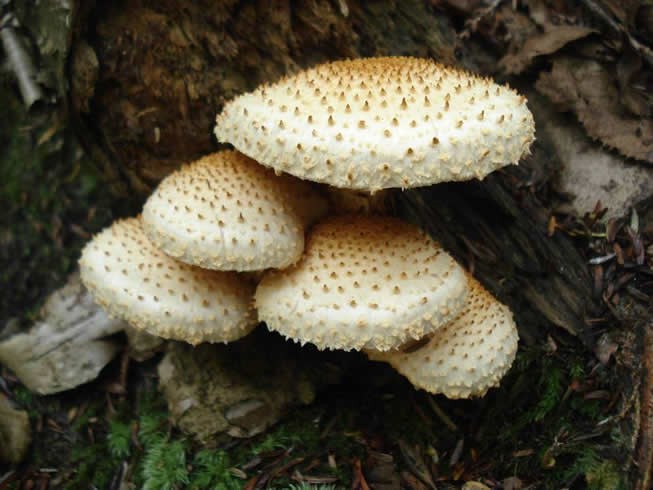 Pholiota squarrosoides