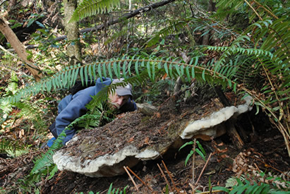 Old growth mushroom