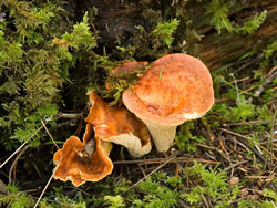 Gomphus floccosus