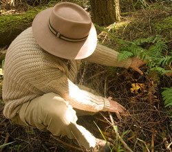 uncovering chanterelles