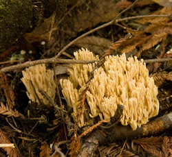 Ramaria