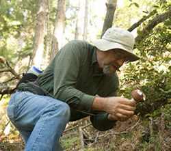 finding russula