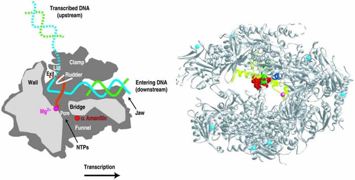 Amatoxin/RNA polymerase II: Courtesy David Bushnell.