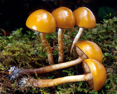 Galerina marginata, USA, Mike Wood, Mykoweb