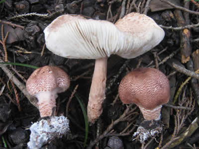 Lepiota brunneoincarnata, Portugal, Zaca, MushroomObserver