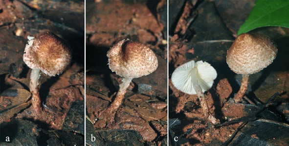 Lepiota venenata, China, http://www.facesoffungi.org