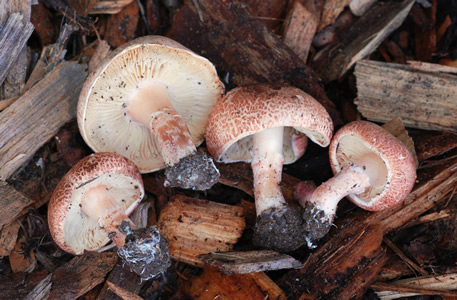 Lepiota subincarnata, USA, Christian Schwarz