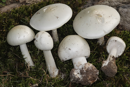 Amanita amerivirosa, Destroying Angel, USA, John Plischke