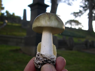 Amanita phalloides, the Death Cap, USA, Debbie Viess