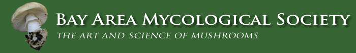 bay area mycological society