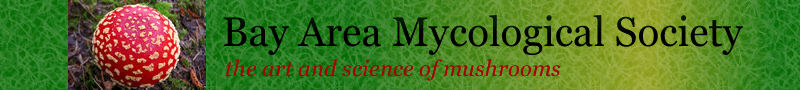 BAMS banner