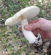 Amanita ocreata