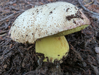 Boletus abieticola