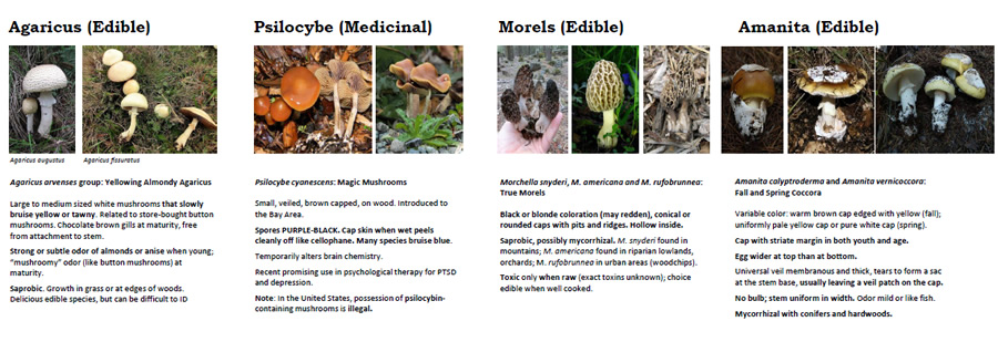 edible vs poisonous