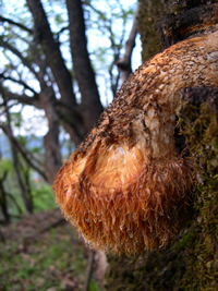 hericium