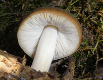 Pluteus