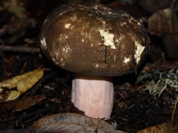 Russula olivacea