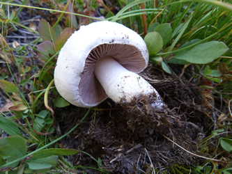 Agaricus species