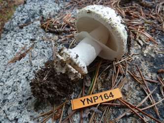 Amanita gemmata