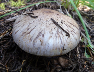 Cortinarius cyanites