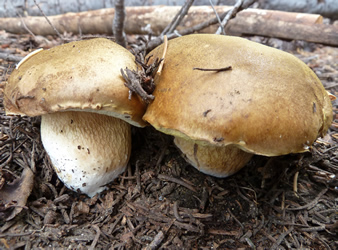 Boletus edulis