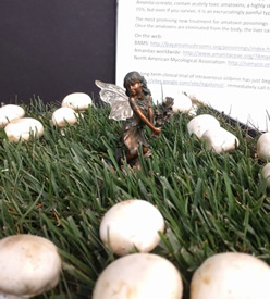 fairy ring with fairy