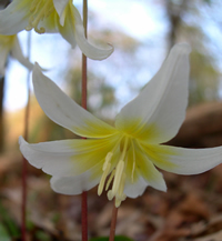 fawn lily