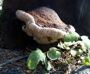 Fomitopsis pinicola