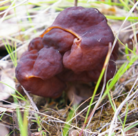 gyromitra esculenta