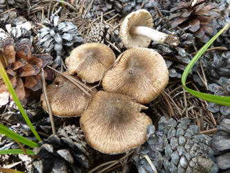 Inocybe species