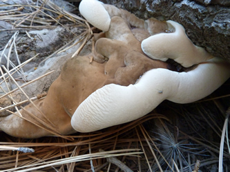 Ganoderma applanatum