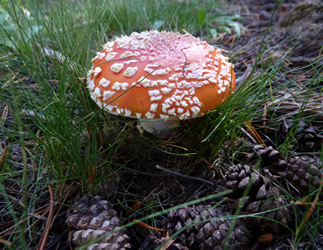 Amanita muscaria