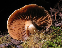 Cortinarius sp