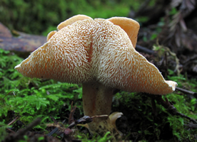 Hydnum umbilicatum