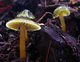 Hygrocybe sp