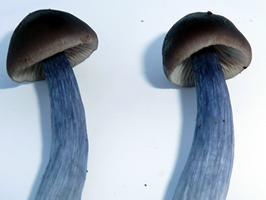 Entocybe nitidum