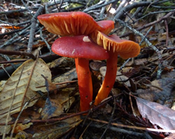 Hygrocybe coccinea