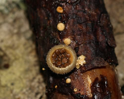 bird's nest fungus