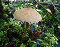 Cystoderma fallax