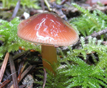 Hygrocybe psittacina