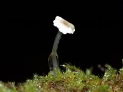 Mycena rorida