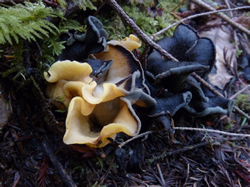 Odd black trumpet