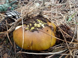 Amanita franchetii