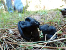 Helvella lacunosa