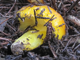 Hygrocybe flavescens