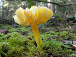 Hygrocybe flavescens