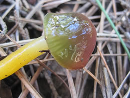 Hygrocybe psittacina